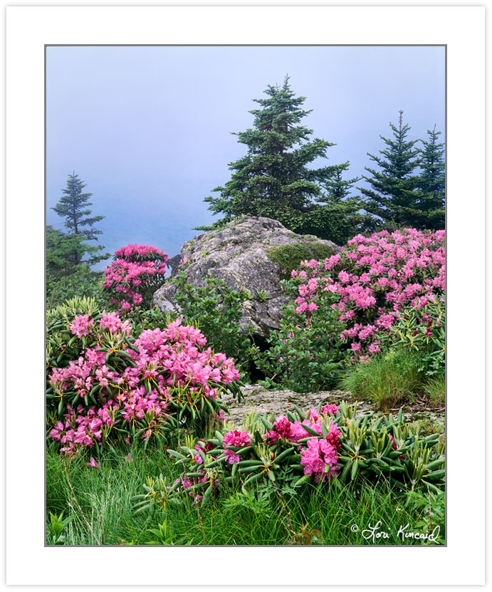 Catawba Rhododendron on Grassy Ridge, Roan Highlands area, North