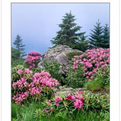 Catawba Rhododendron on Grassy Ridge, Roan Highlands area, North