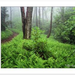 SL0177: Foggy Forest with ferns in the understory, Pisgah Nation