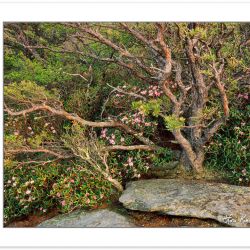 SL0235: Wind-shaped Table Mountain Pine and Carolina Rhododendro