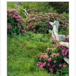 SL0344: Catawba rhododendron along fence at Roan Mountain, TN-NC