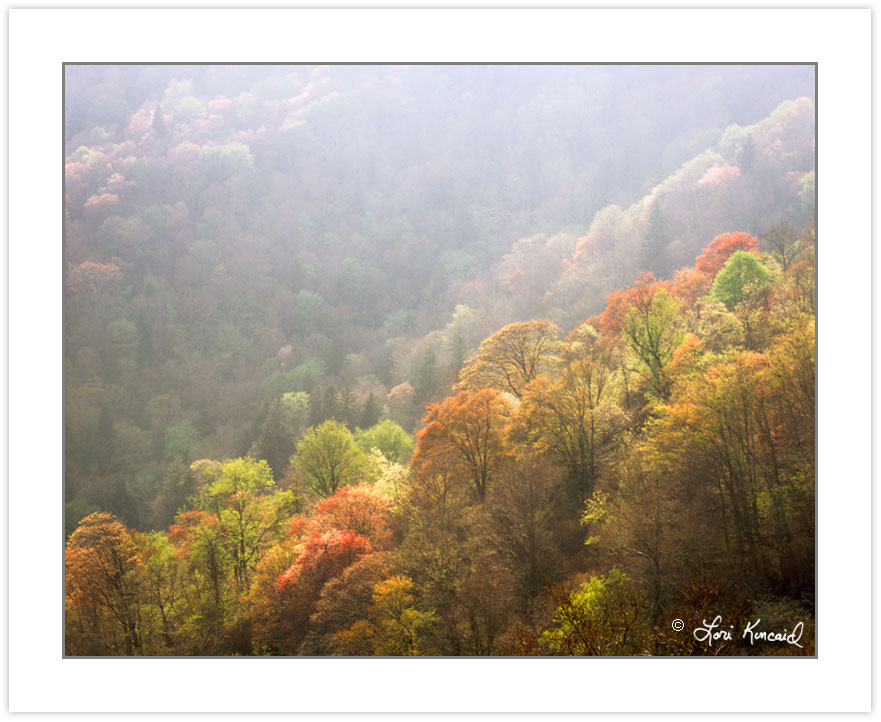 SL0349: Early spring foliage on the Blue Ridge Parkway in cleari