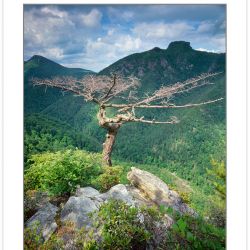 SL0364: Dead Table Mountain Pine on the Rim of the Linville Gorg