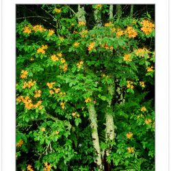 SL0399: Flame azalea, Pisgah National Forest, NC, May.
