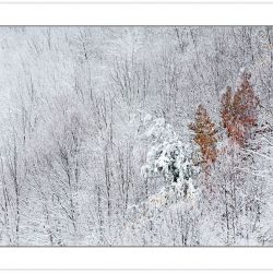 WD0231: Heavy snow blankets the forest in October, Pisgah Nation
