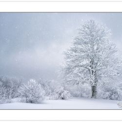 WD0272: Buckeye tree in falling snow at the edge of a mountain m