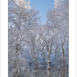 Snowy acid cove hardwood forest, Pisgah national Forest, NC, win