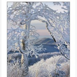 WL0144: Snow and rime- coated tree on Max Patch Mountain, Pisgah