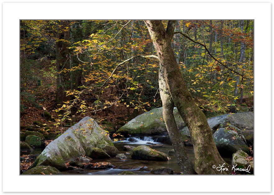 AD0417: Sweet Gum on the Middle Saluda River, Jones Gap State Pa