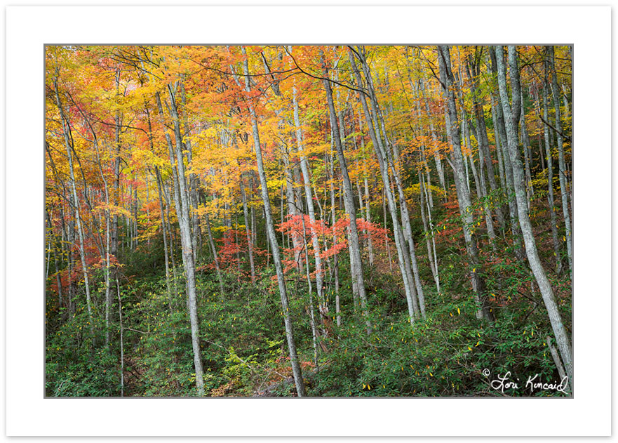 AD0747: Hardwood forest, Cherokee National Forest, Autumn