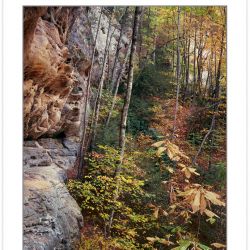 AL0222: Fall foliage along sandstone cliffs of Pogue Creek State