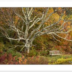RD0128: Garden bench, Bald Mountains, NC-, AutumnTN