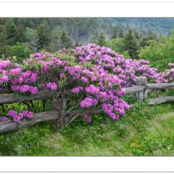 SD0345: Catawba Rhododendron line the fence at Carver's Gap, Roa