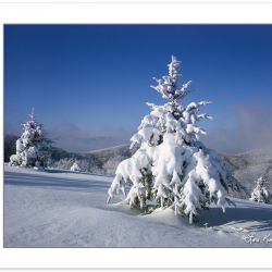 WL0139: Snow coated Fraser Firs (Abies fraseri) in mountain mead