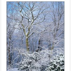 WL0142: Snow-covered trees, Bald Mountains, TN, winter