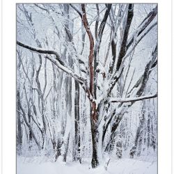WL0143: Snow-covered trees, Bald Mountains, TN, winter