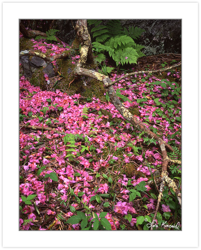 SL0123: Fallen Catawba Rhododendron Blossoms (Rhododendron cataw