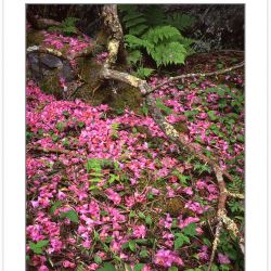 SL0123: Fallen Catawba Rhododendron Blossoms (Rhododendron cataw