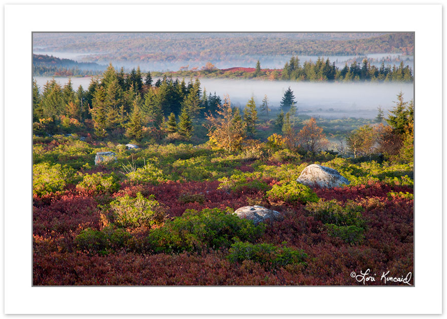 AD0338: Morning View of Dolly Sods Wilderness with ground fog an