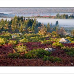 AD0338: Morning View of Dolly Sods Wilderness with ground fog an