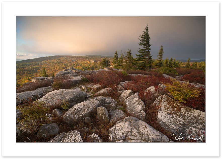 AD0553: Sunrise View of Dolly Sods Wilderness  with red Blueberr