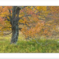 AD0561: Maple in autumn foliage, Canaan Valley Resort State Park