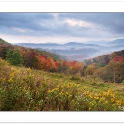 AD0577: Wildflower meadow at edge of Monongahela National Forest